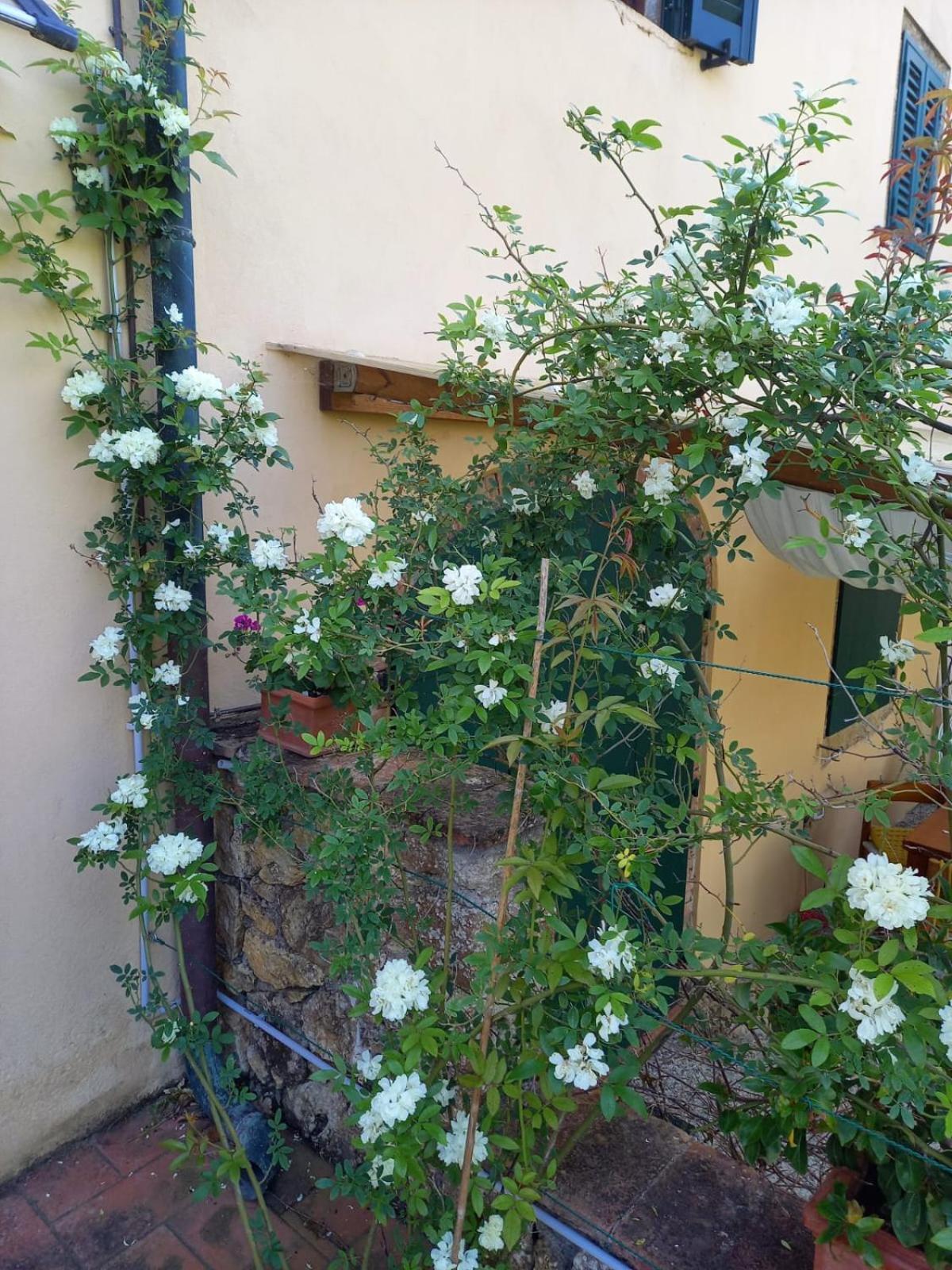 La Bellana Apartment Guardistallo Luaran gambar